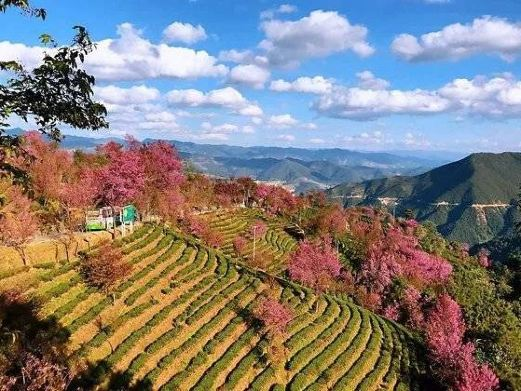 太湖鼋头渚风景区-樱花谷