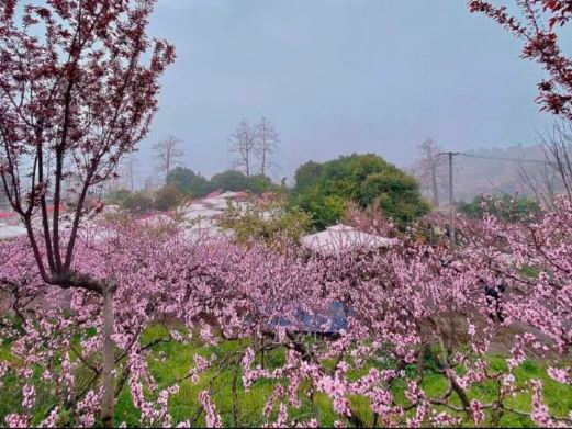 龙泉桃花沟