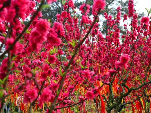 桃花岛