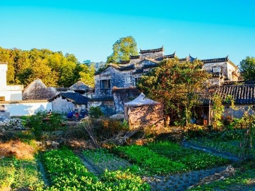 雷岗山翠竹林