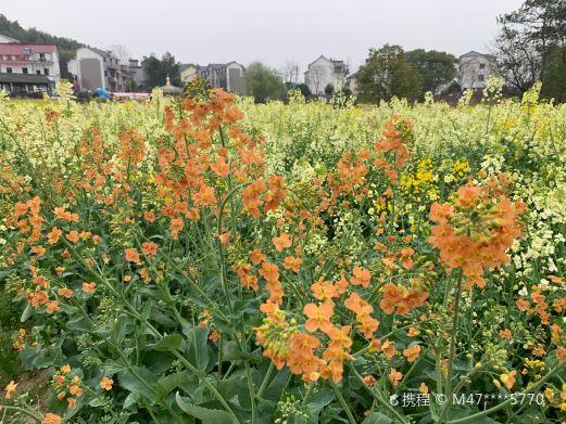 荆溪花海