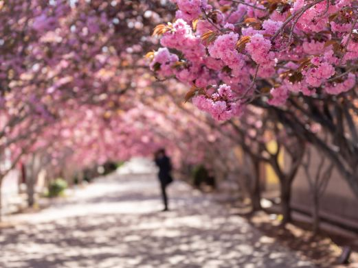 莱阳濯村樱花园