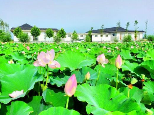 日照荷仙子湿地风景区